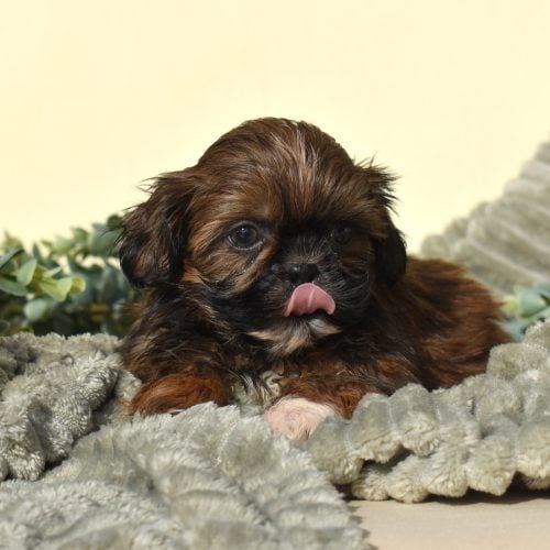 teddy bear puppies for sale in pa