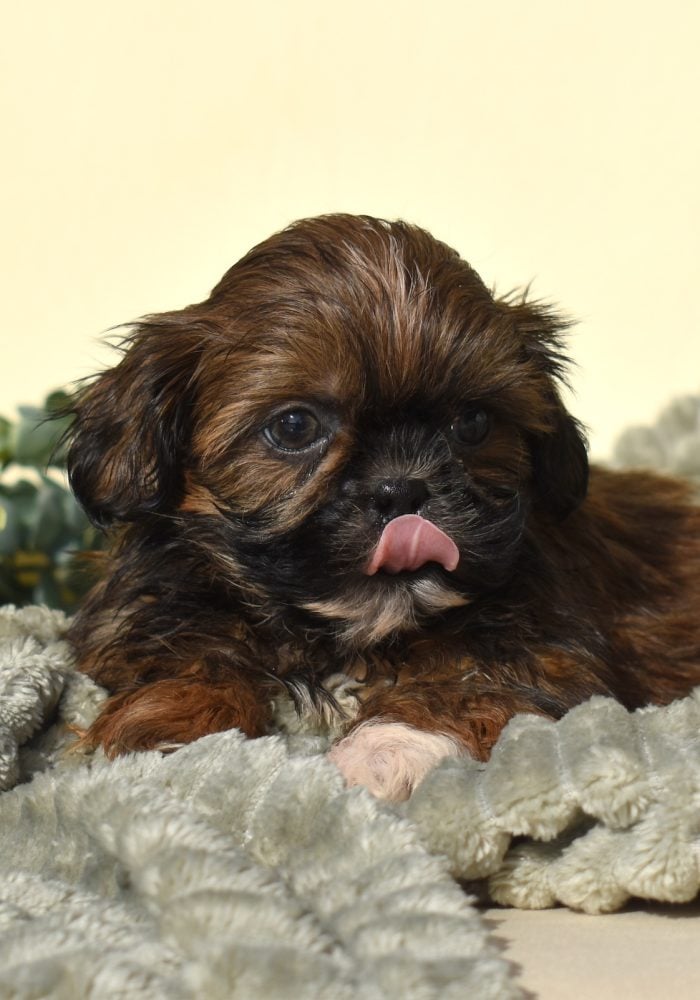 teddy bear puppies for sale in pa