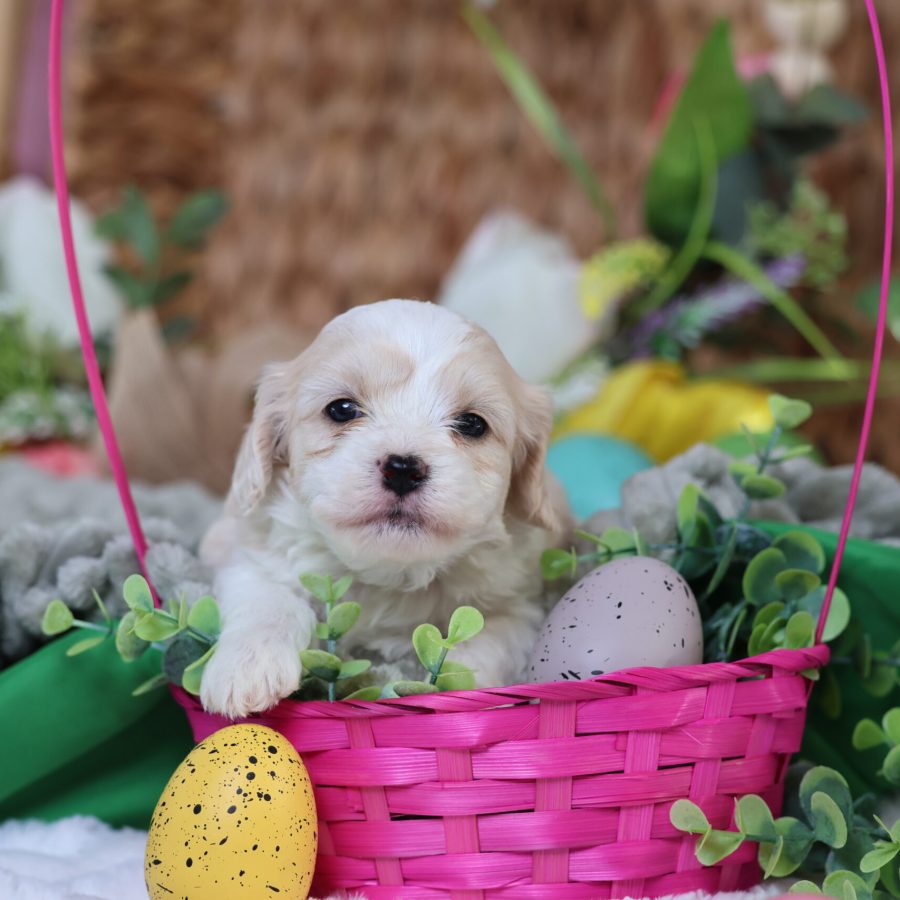 teddy bear puppies for sale