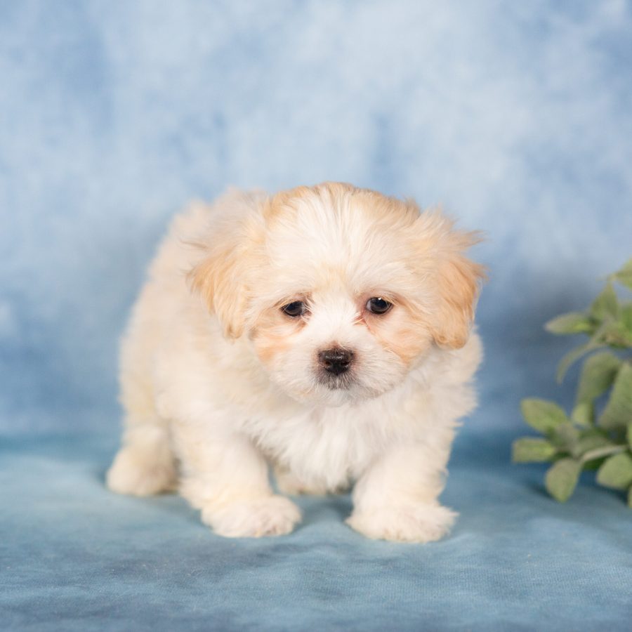 teddy bear puppies for sale