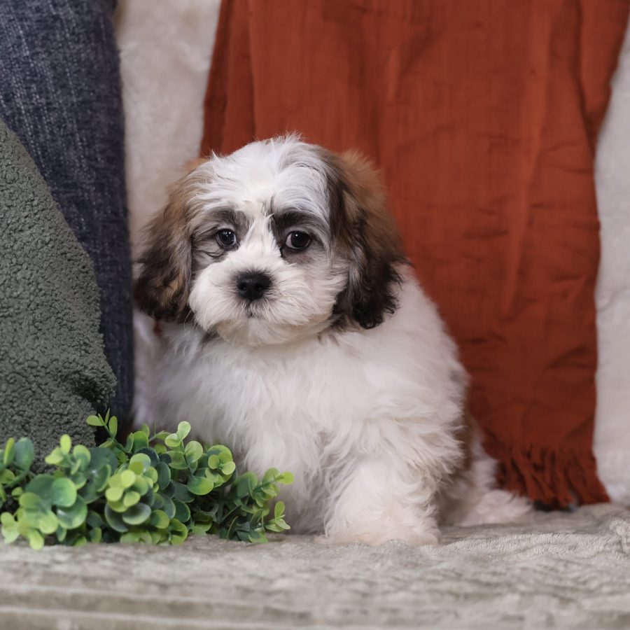 teddy bear puppies for sale