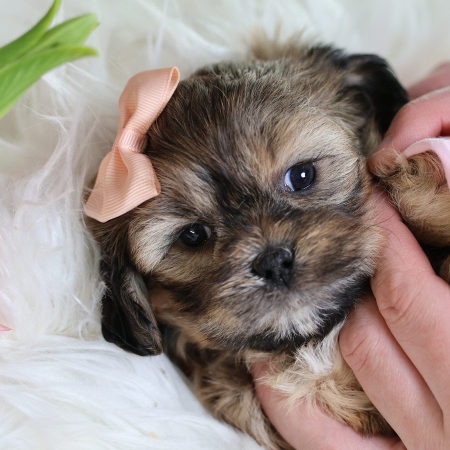 teddy bear puppies for sale (2)