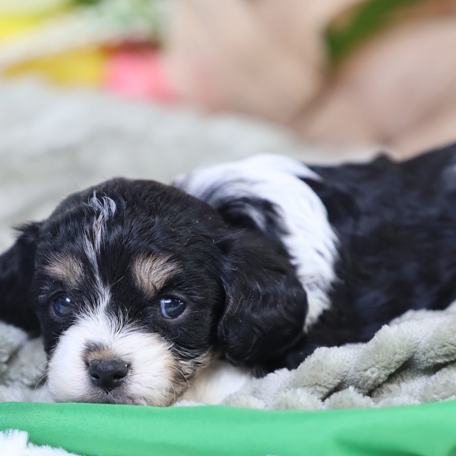 teddy bear puppies for sale