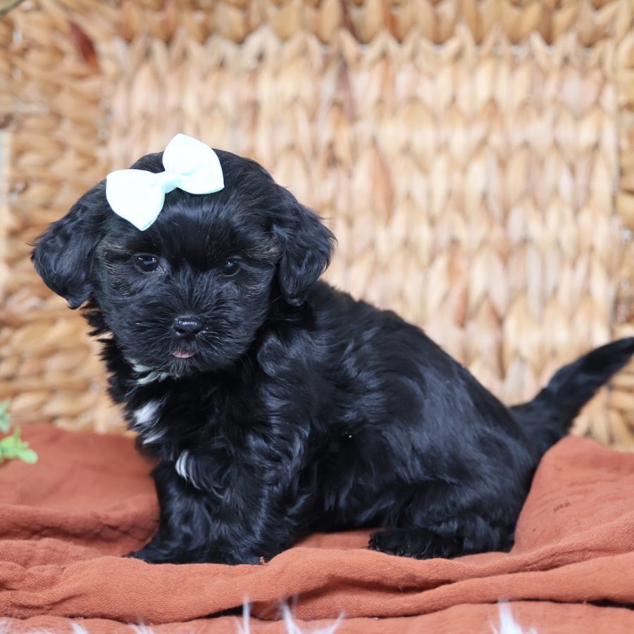 teddy bear puppies for sale