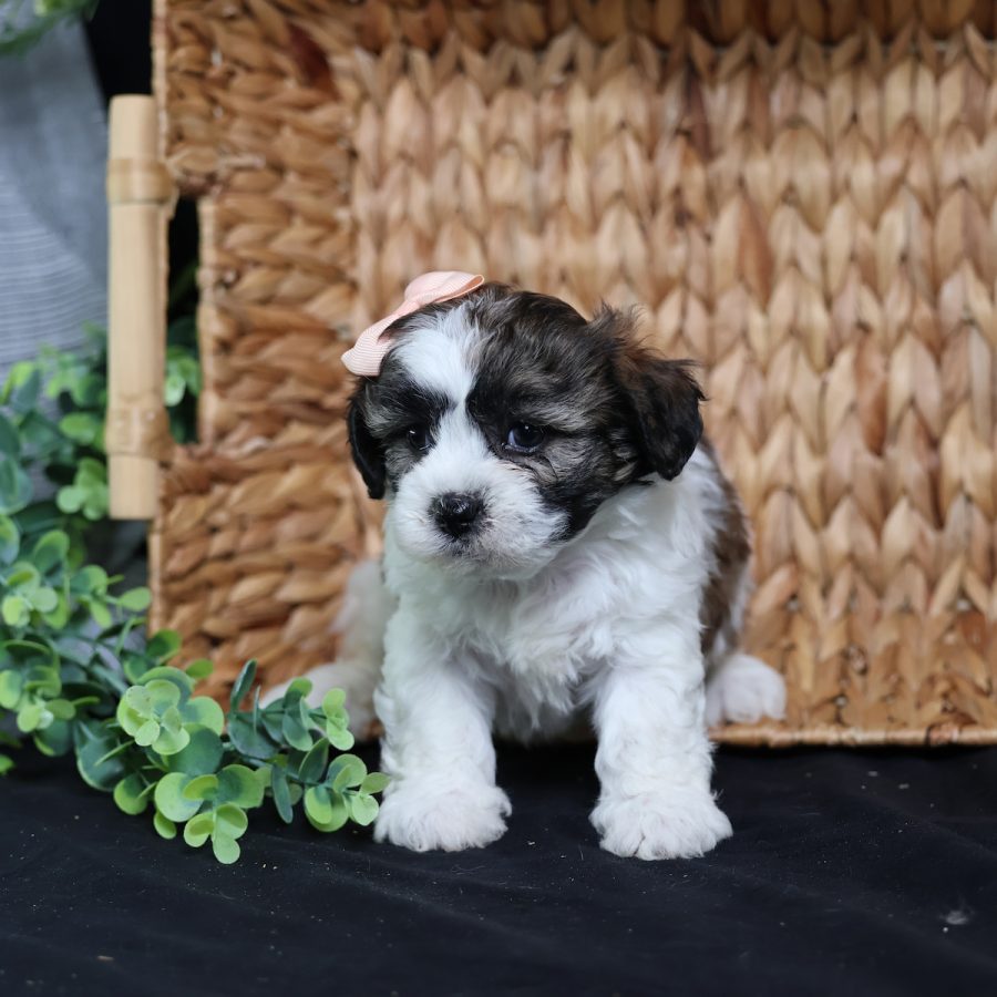 teddy bear puppies for sale