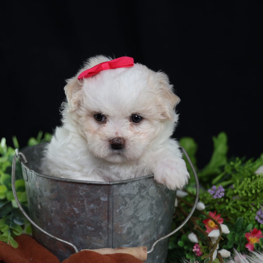 teddy bear puppies for sale