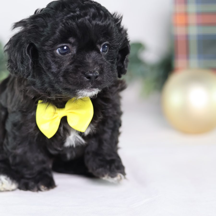 teddy bear puppies for sale