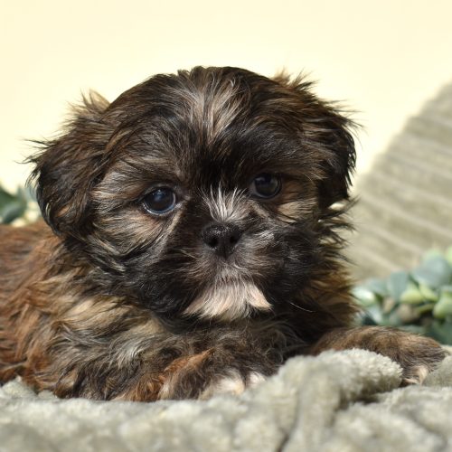 cute teddy bear puppies for sale