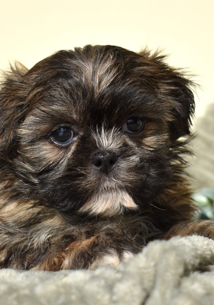 cute teddy bear puppies for sale