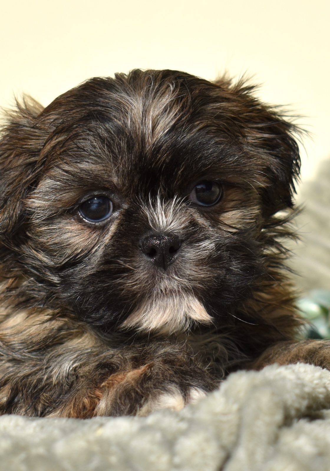 cute teddy bear puppies for sale
