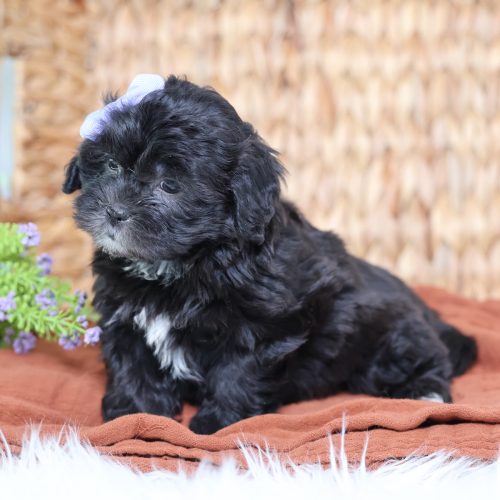 teddy bear puppies for sale