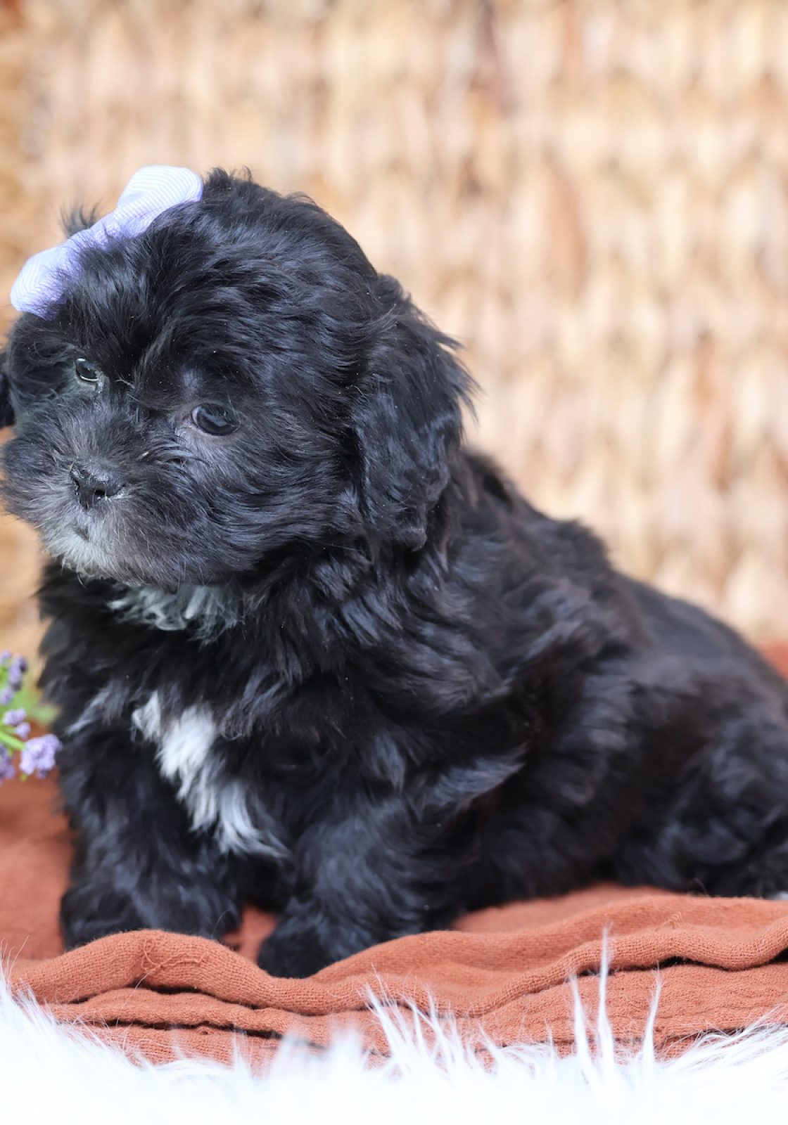 teddy bear puppies for sale