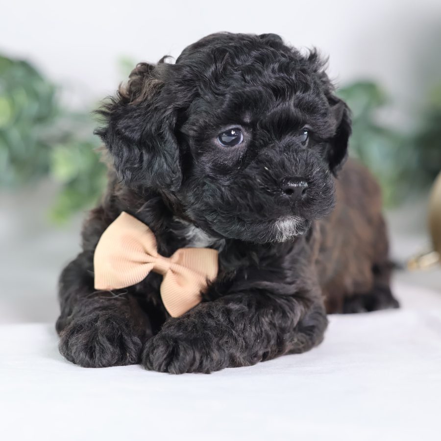teddy bear puppies for sale