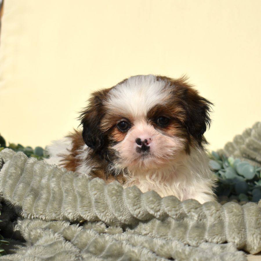 teddy bear puppies for sale