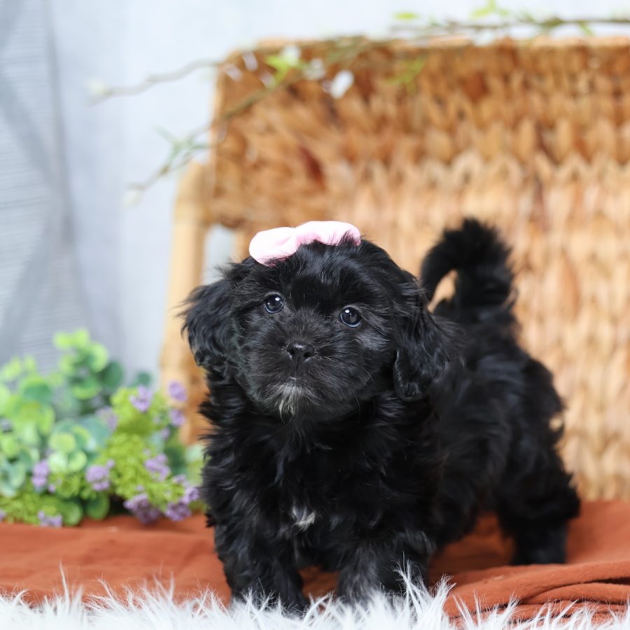 teddy bear puppies for sale