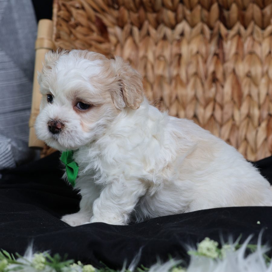 teddy bear puppies for sale