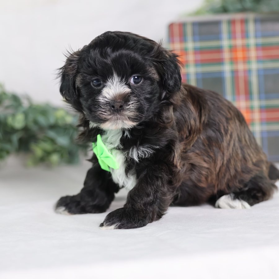 teddy bear puppies for sale