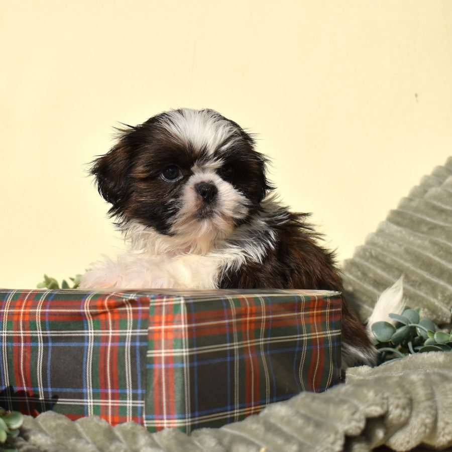 teddy bear puppies for sale