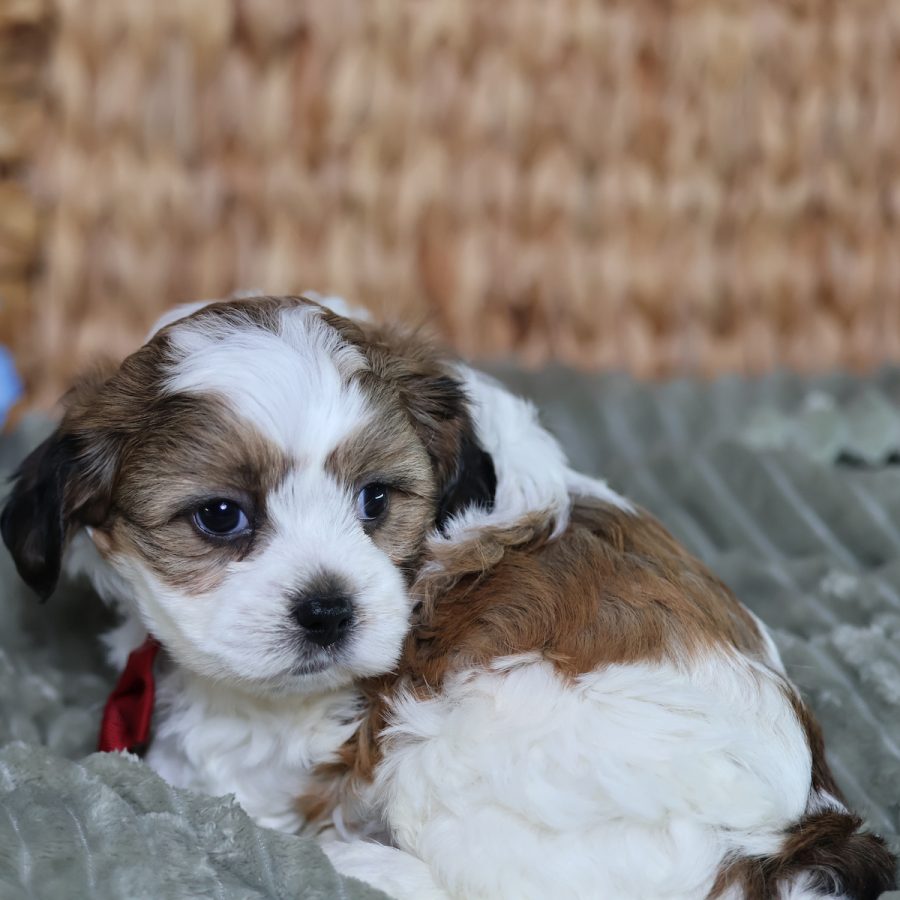 teddy bear puppies for sale