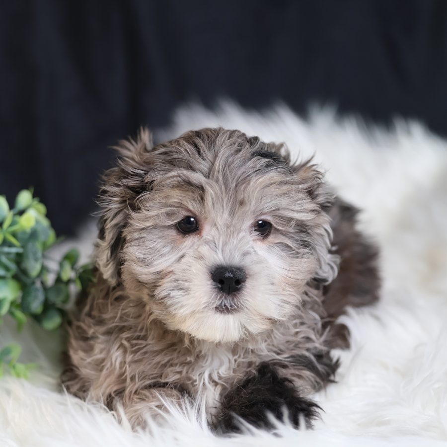 teddy bear puppies for sale