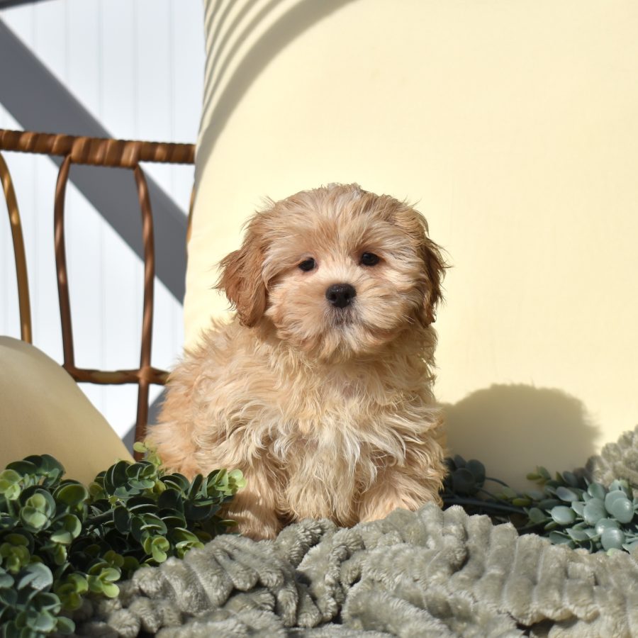 teddy bear puppies for sale