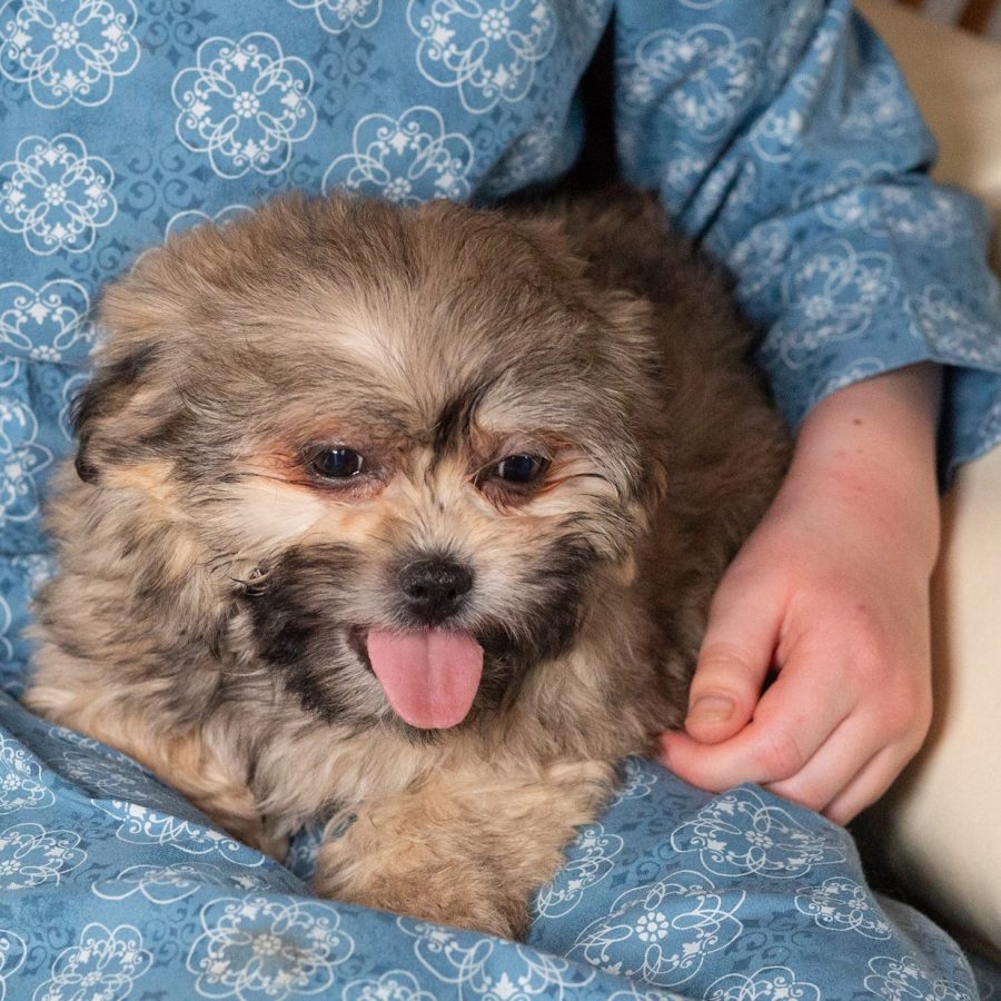 teddy bear puppies for sale