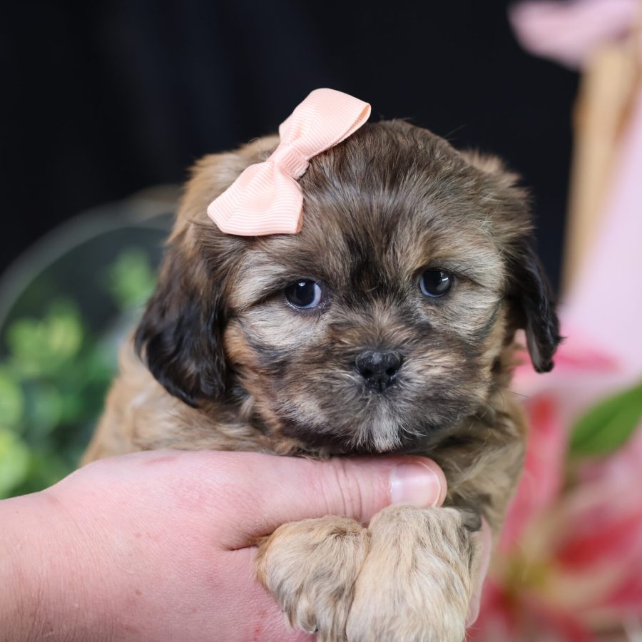 teddy bear puppies for sale