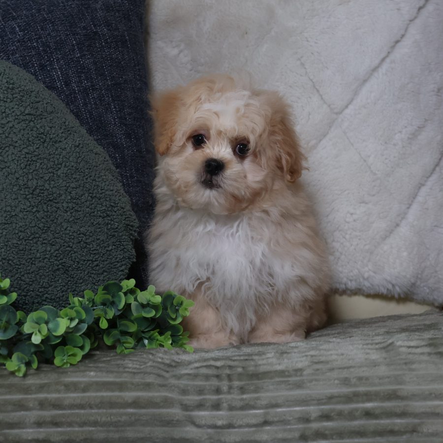 teddy bear puppies for sale