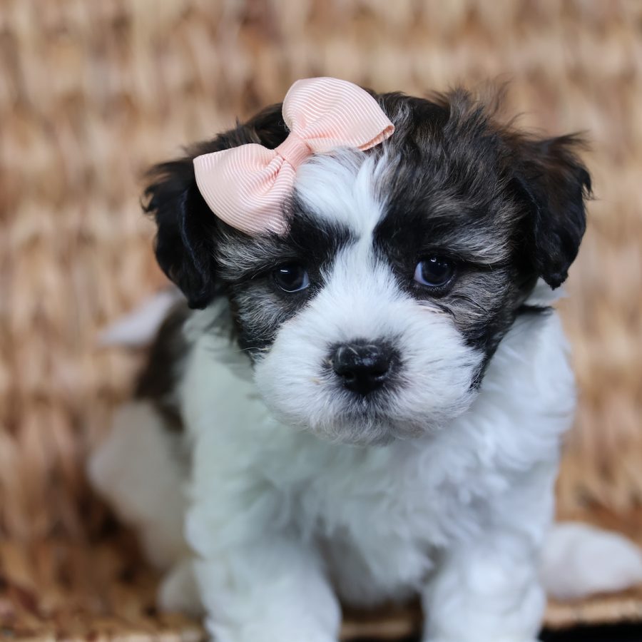 teddy bear puppies for sale in pa