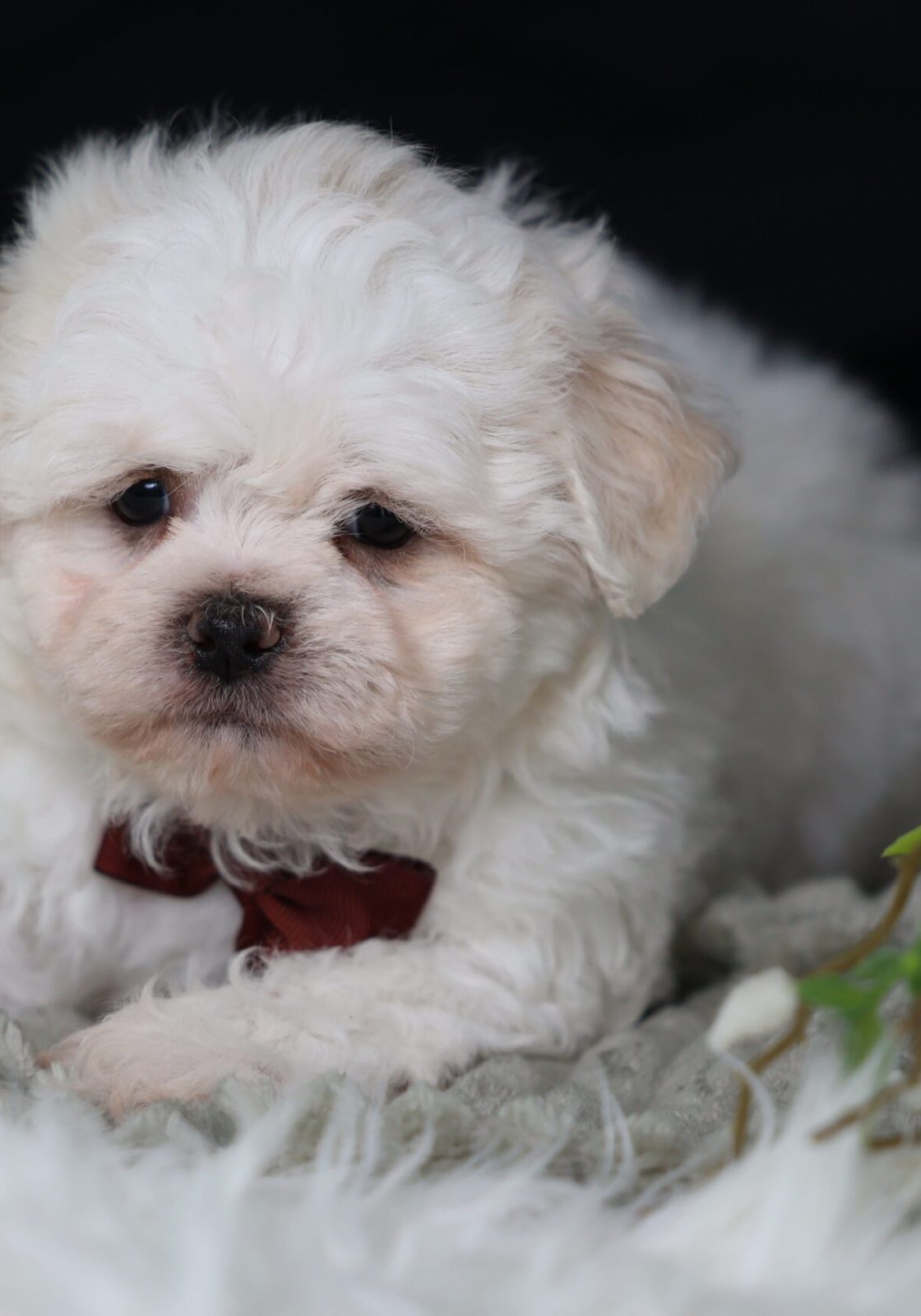 teddy bear puppies for sale in pa