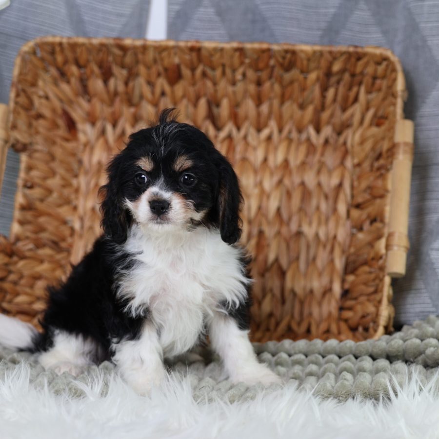 teddy bear puppies for sale in pa