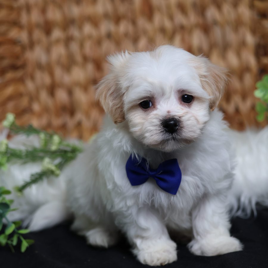 teddy bear puppies for sale in pa