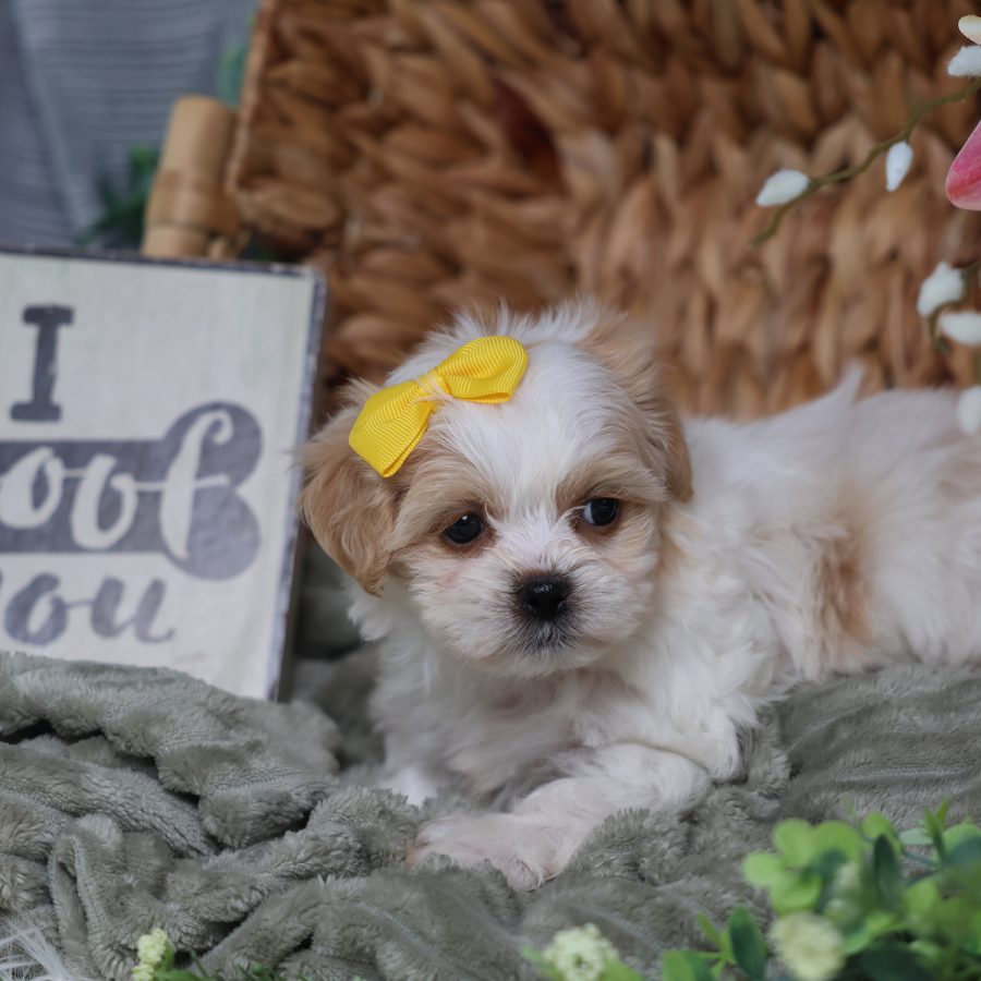 teddy bear puppies for sale in pa