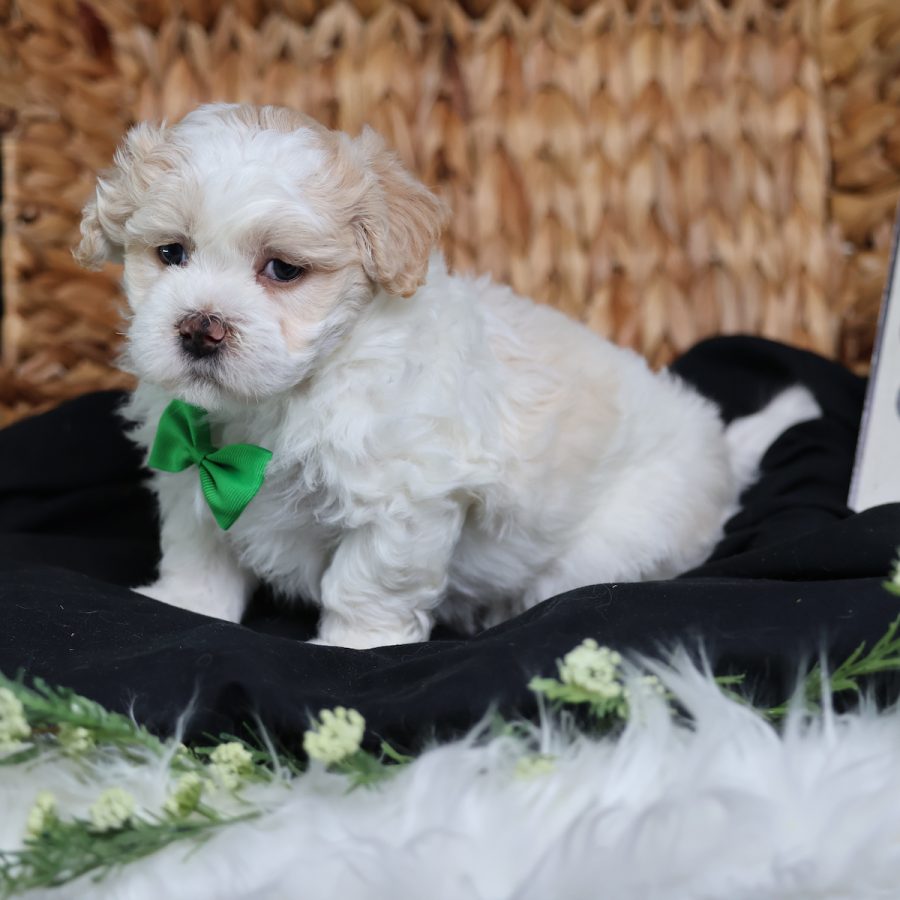 teddy bear puppies for sale in pa