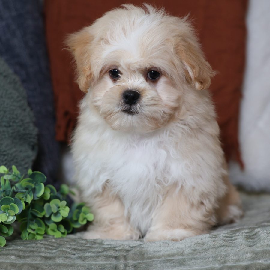 teddy bear puppies for sale in pa