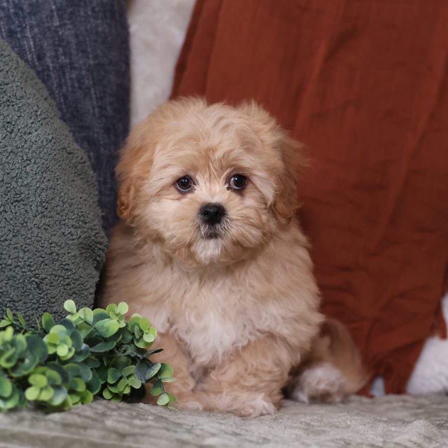 teddy bear puppies for sale in pa