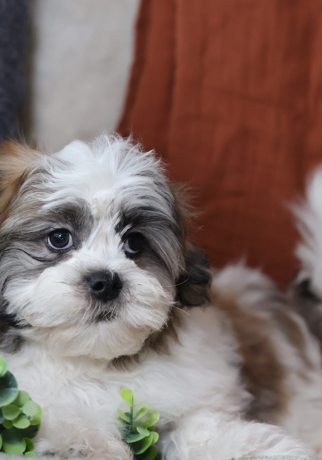 teddy bear puppies for sale in pa