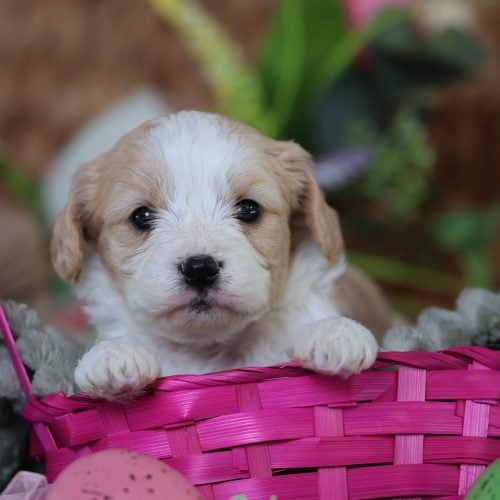 teddy bear puppies for sale in pa