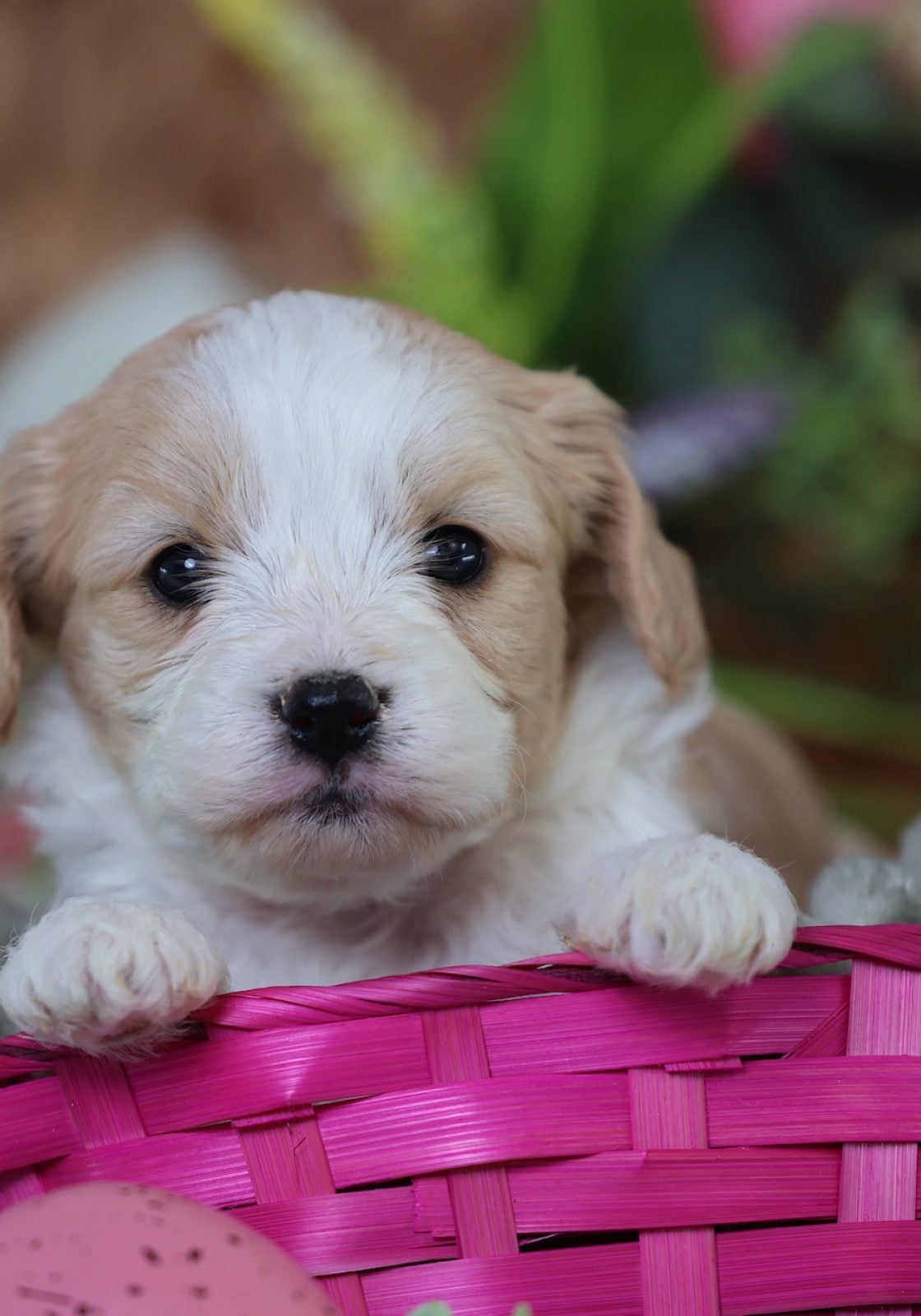 teddy bear puppies for sale in pa