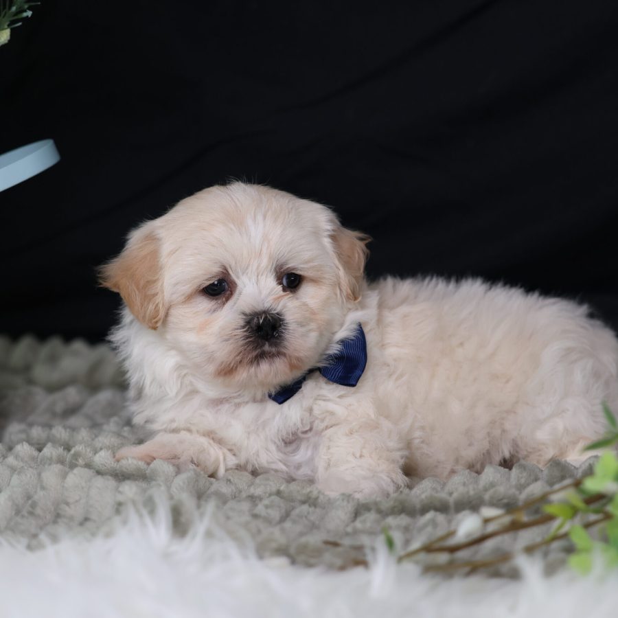 teddy bear puppies for sale in pa
