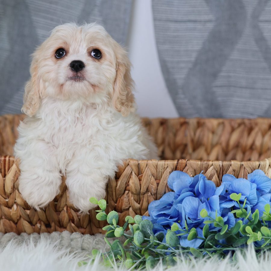 teddy bear puppies for sale in pa