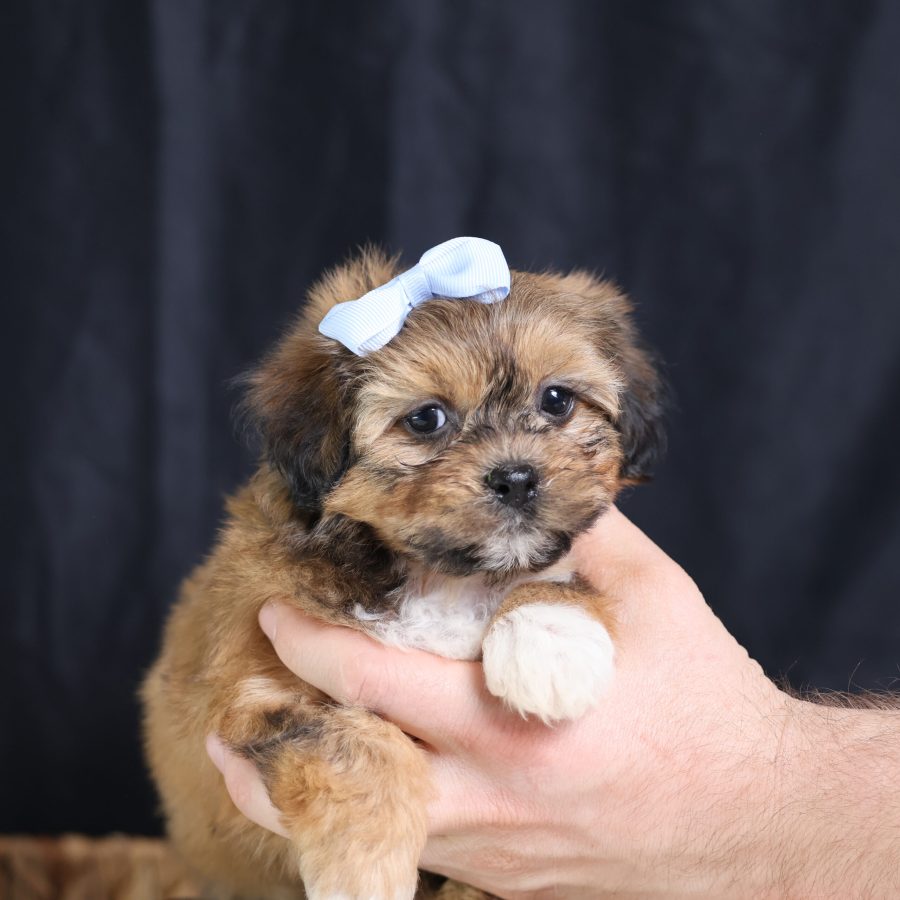 teddy bear puppies for sale in pa