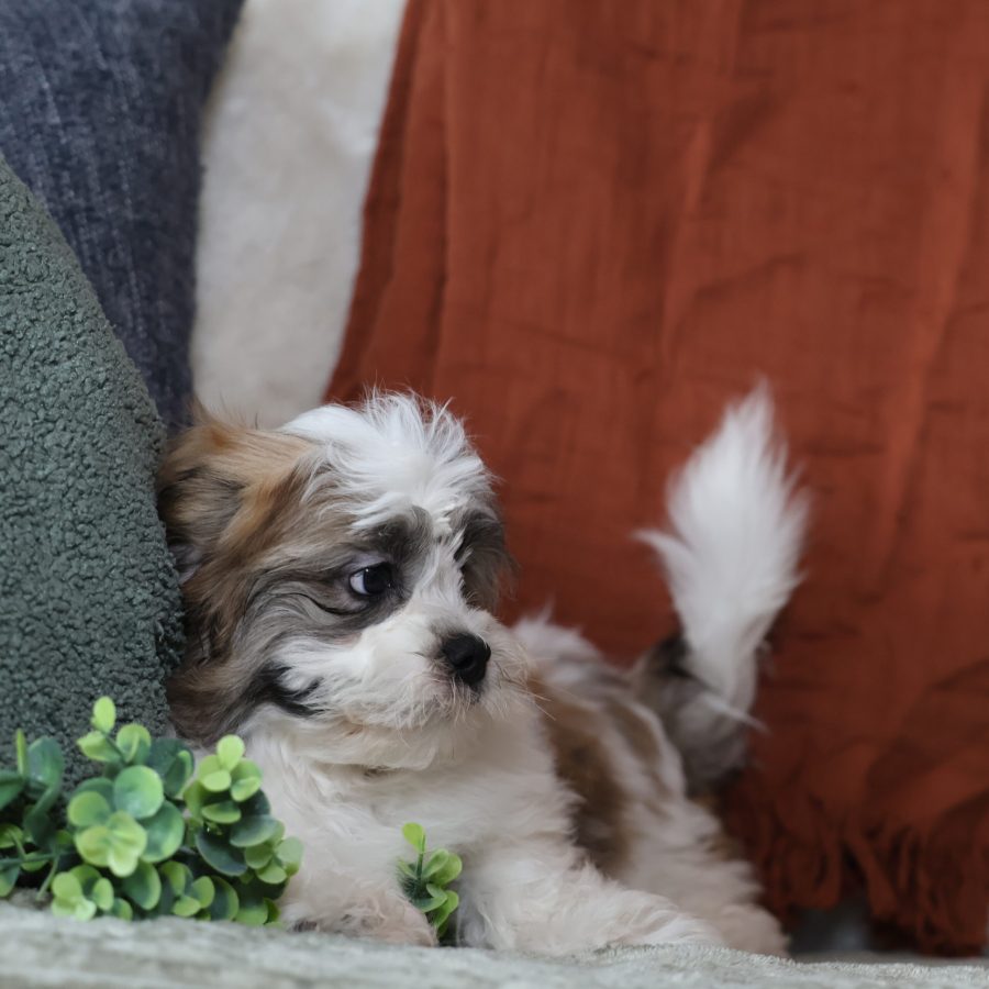 teddy bear puppies for sale in pa