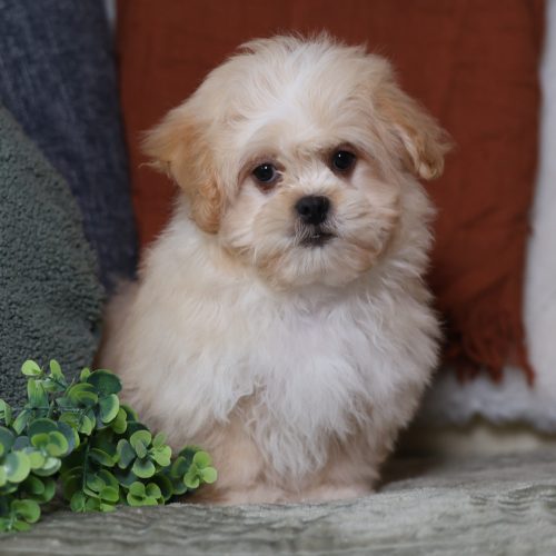 teddy bear puppies for sale in pa