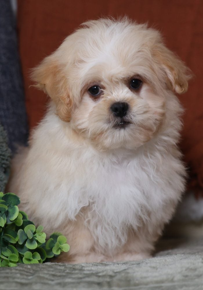 mini teddy bear dog for sale