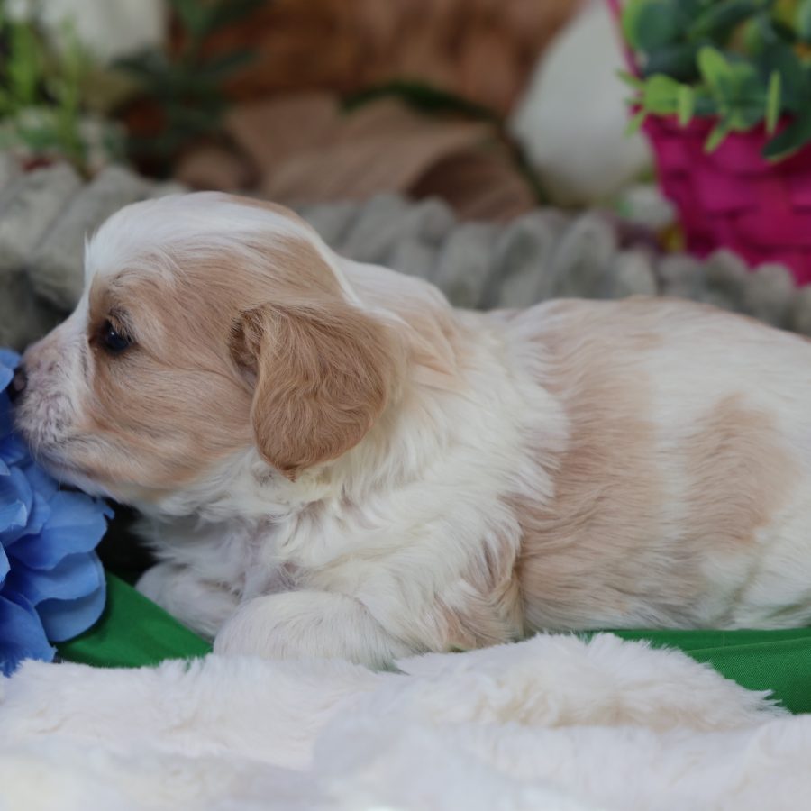 teddy bear puppies for sale near me