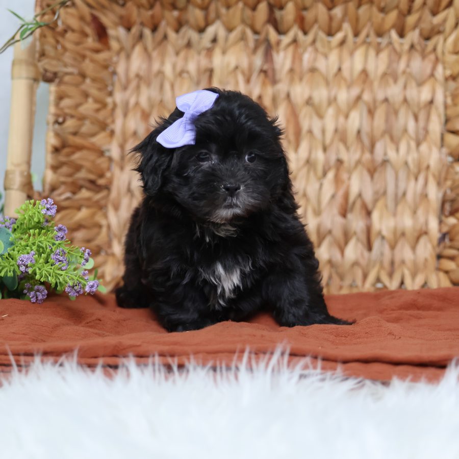 teddy bear puppies for sale near me