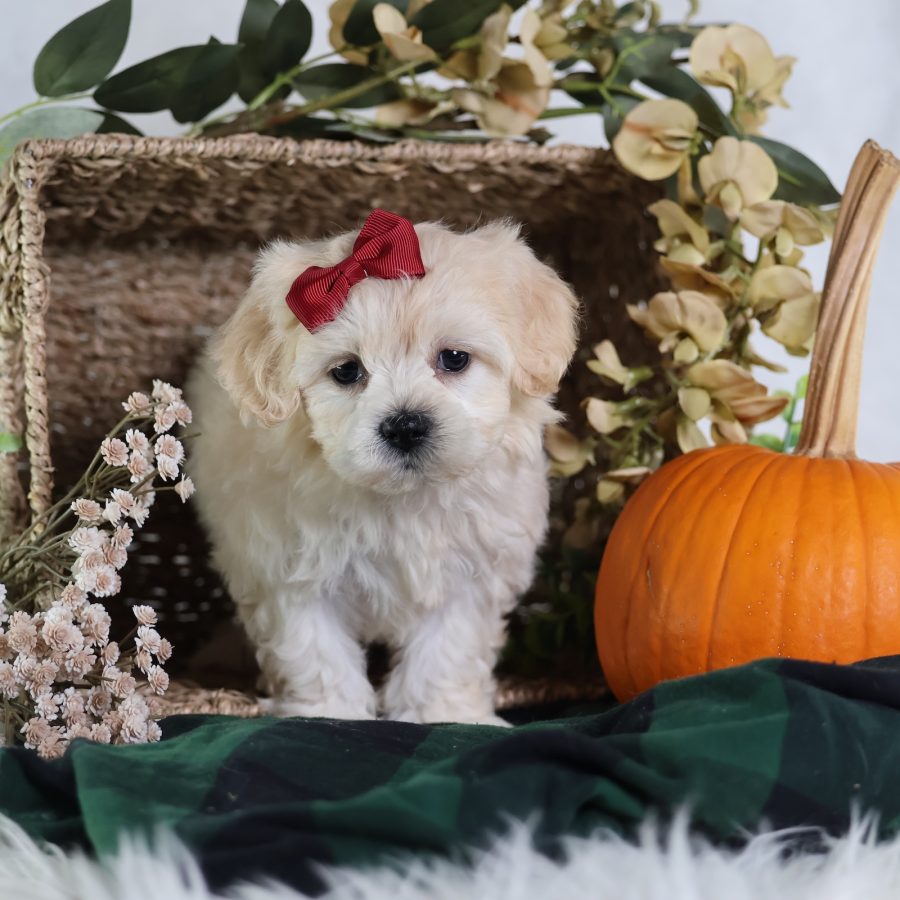 teddy bear puppies for sale near me