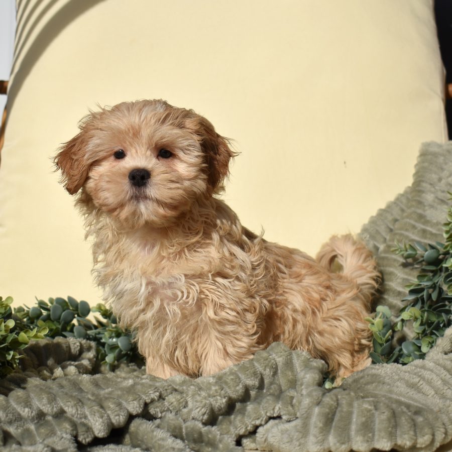teddy bear puppies for sale near me