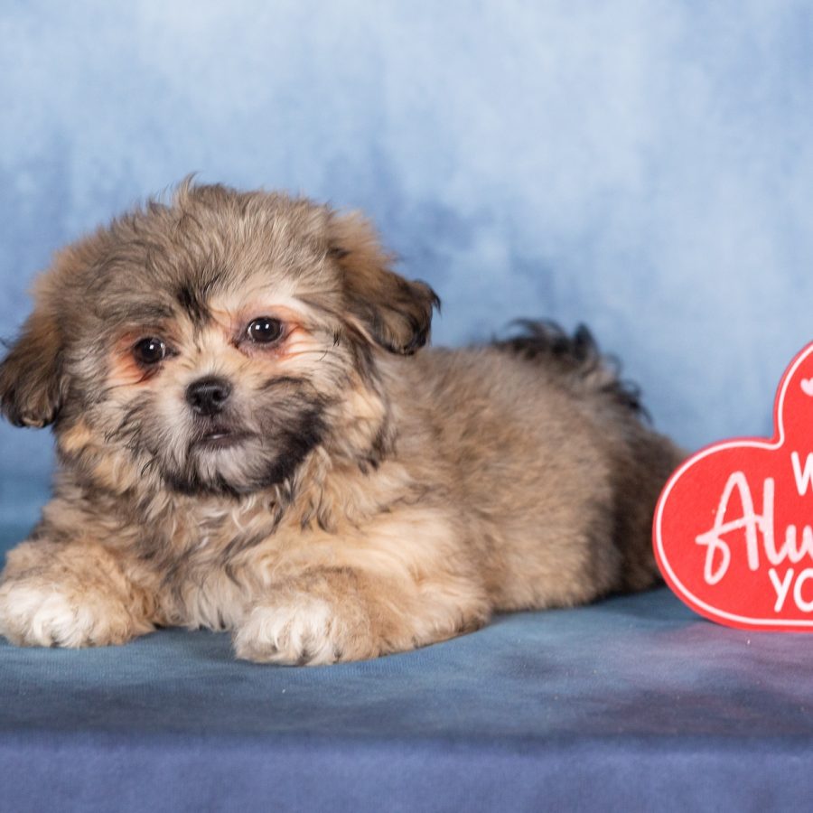 teddy bear puppies for sale near me